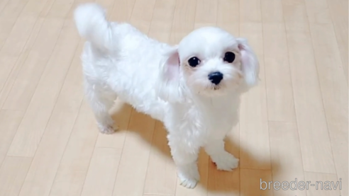 テレサちゃん1枚目
