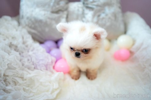 成約済の千葉県のミックス犬-346546の6枚目