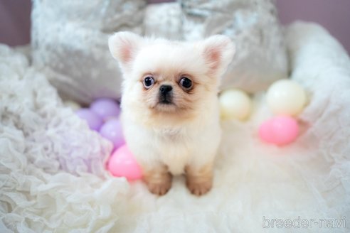 成約済の千葉県のミックス犬-346546の8枚目