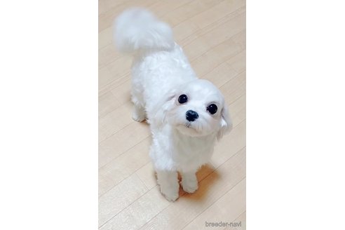 リリーちゃん1枚目