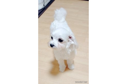 リリーちゃん1枚目