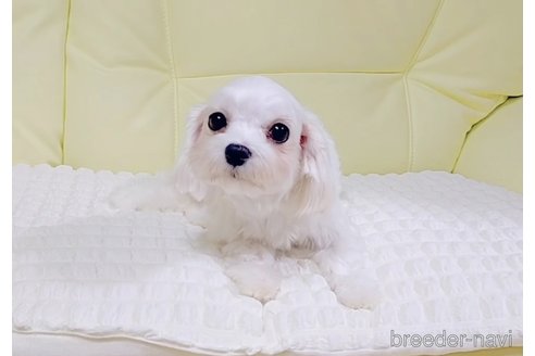 リリーちゃん1枚目