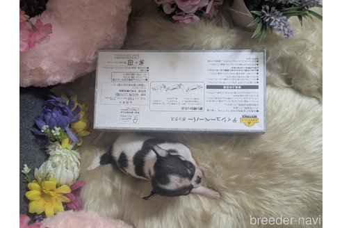 成約済の静岡県のチワワ(スムースコート)-346773の3枚目