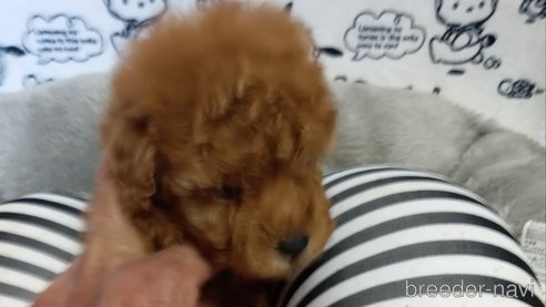 成約済の茨城県のトイプードル-349625の3枚目