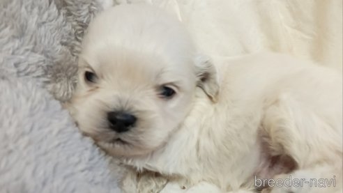 成約済の茨城県のミックス犬-349628の1枚目