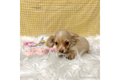 成約済の栃木県のチワックス:チワワ×ミニチュアダックスフンド-336040の11枚目