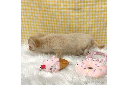 成約済の栃木県のチワックス:チワワ×ミニチュアダックスフンド-336040の9枚目