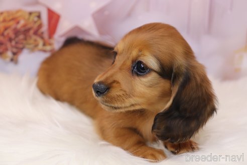 成約済の香川県のカニンヘンダックスフンド(ロングヘアード)-348612の7枚目