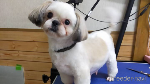 麦ちゃん1枚目