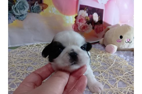 成約済の神奈川県のシーズー-352331の4枚目