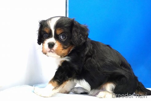 成約済の愛知県のキャバリアキングチャールズスパニエル-350980の3枚目
