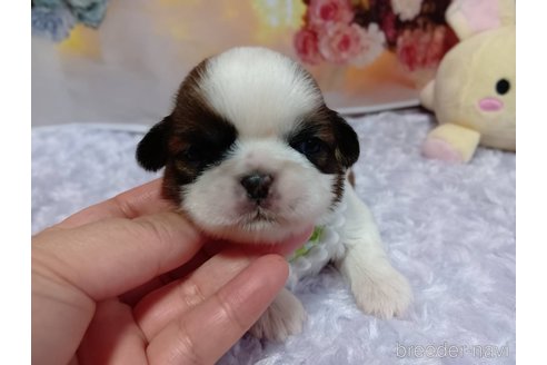 成約済の神奈川県のシーズー-352332の11枚目