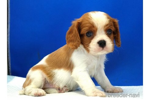 成約済の愛知県のキャバリアキングチャールズスパニエル-350981の5枚目