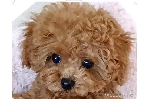 成約済の三重県のティーカッププードル-342611の1枚目