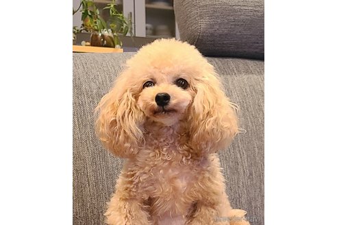 あくびちゃん1枚目