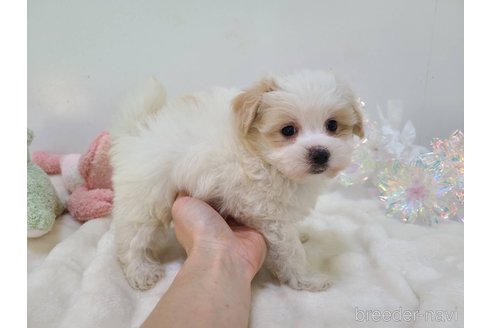 販売中の東京都のマルキー:マルチーズ×ヨークシャーテリア-352368の21枚目