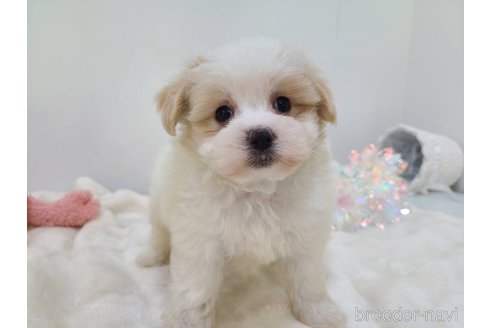 販売中の東京都のマルキー:マルチーズ×ヨークシャーテリア-352368の20枚目