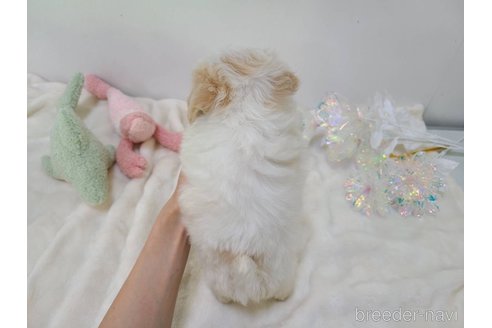 販売中の東京都のマルキー:マルチーズ×ヨークシャーテリア-352368の19枚目
