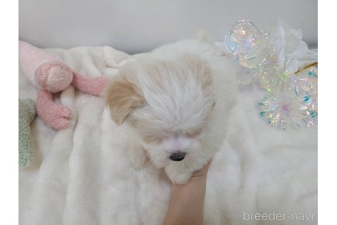 販売中の東京都のマルキー:マルチーズ×ヨークシャーテリア-352368の18枚目