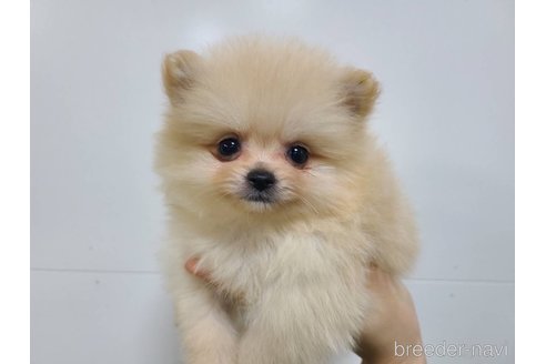 販売中の東京都のポメラニアン-349662の15枚目