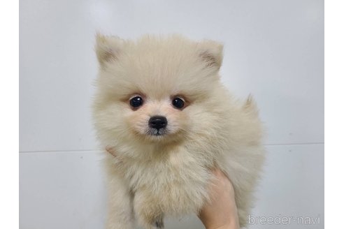 成約済の東京都のポメラニアン-349665の7枚目