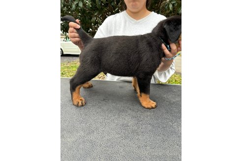 成約済の栃木県のロットワイラー-352385の6枚目