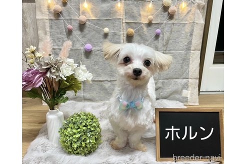 成約済の秋田県のマルチーズ-352397の1枚目