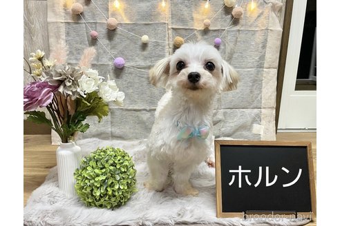 成約済の秋田県のマルチーズ-352397の6枚目