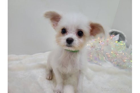 販売中の東京都のチワマル:チワワ×マルチーズ-325900の9枚目