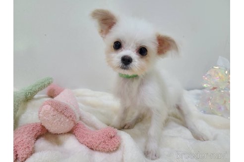販売中の東京都のチワマル:チワワ×マルチーズ-325900の8枚目