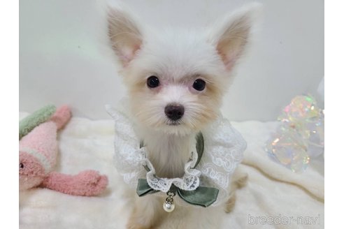 販売中の東京都のチワマル:チワワ×マルチーズ-325899の8枚目