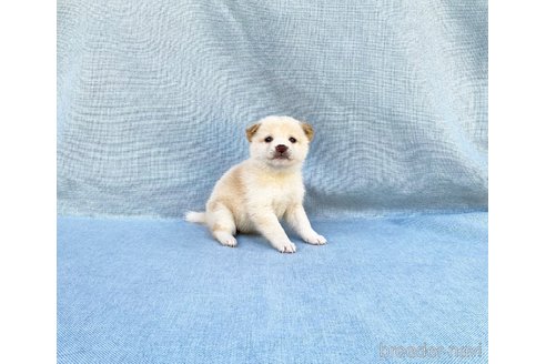 成約済の奈良県の豆柴-352403の3枚目