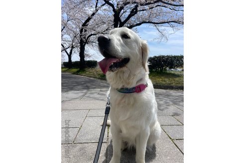 ダイヤちゃん1枚目