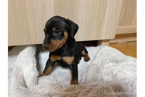 成約済の福岡県のミニチュアピンシャー(ミニピン)-345238の4枚目