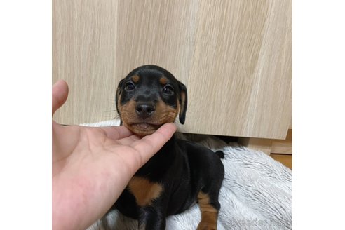 成約済の福岡県のミニチュアピンシャー(ミニピン)-345238の2枚目