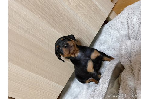 成約済の福岡県のミニチュアピンシャー(ミニピン)-345238の3枚目