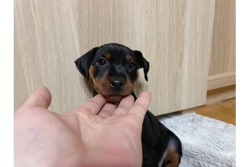 成約済の福岡県のミニチュアピンシャー(ミニピン)-345239の2枚目