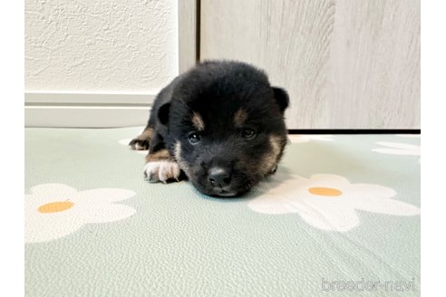 成約済の北海道の柴犬-352417の3枚目