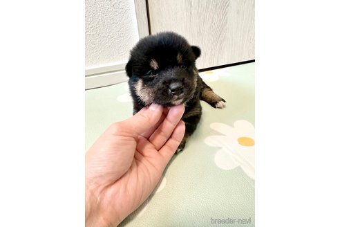 成約済の北海道の柴犬-352417の2枚目