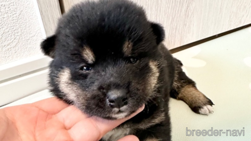 成約済の北海道の柴犬-352417