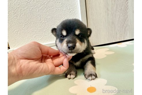 成約済の北海道の柴犬-352418の2枚目