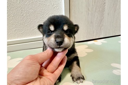 成約済の北海道の柴犬-352418の4枚目
