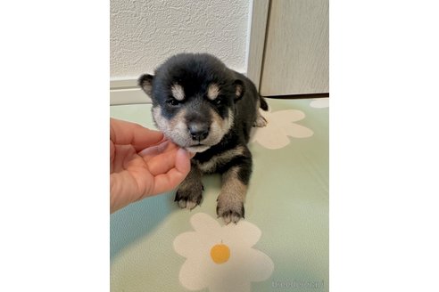成約済の北海道の柴犬-352418の3枚目