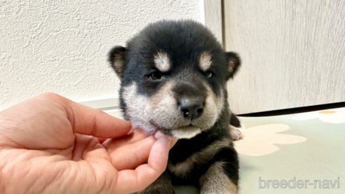 成約済の北海道の柴犬-352418