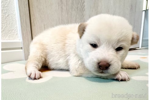 成約済の北海道の柴犬-352419の3枚目