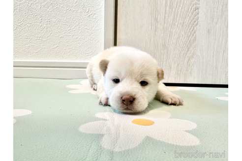 成約済の北海道の柴犬-352419の4枚目