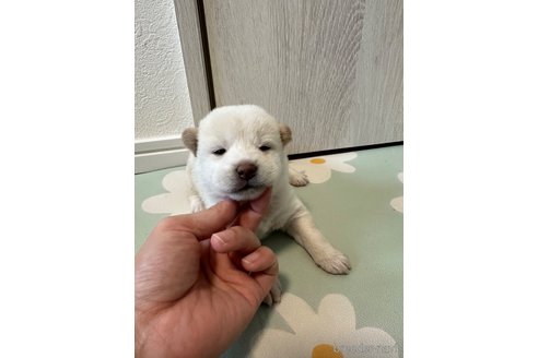 成約済の北海道の柴犬-352419の2枚目
