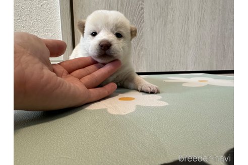 成約済の北海道の柴犬-352419の5枚目