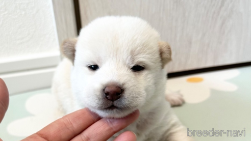成約済の北海道の柴犬-352419