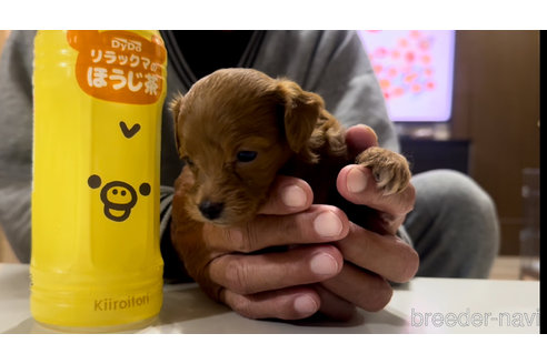 成約済の兵庫県のダップー:ミニチュアダックスフンド×トイプードル-352428の10枚目